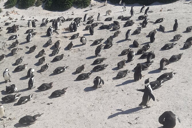 Cape of Good Hope and Penguins Full Day Tour from Cape Town - Why this Cape Peninsula route works in one day