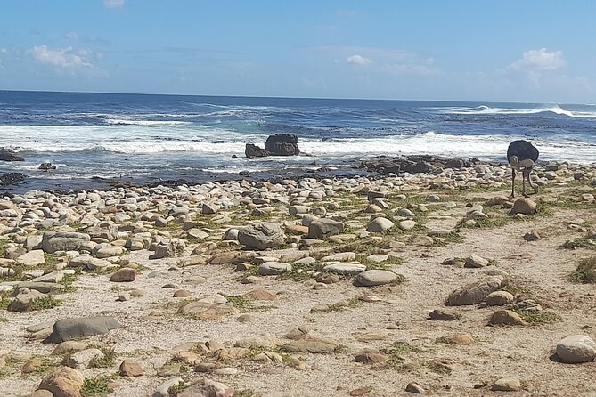 Cape of Good Hope and Penguins Full Day Tour from Cape Town - Starting in Cape Town and seeing Bo-Kaap
