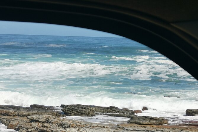 Cape of Good Hope and Penguins Full Day Tour from Cape Town - African penguins at Boulders Beach
