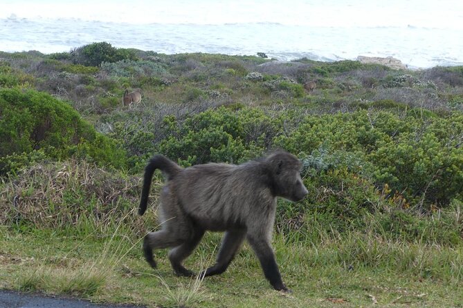 Cape of Good Hope and Penguins Full Day Tour from Cape Town - Simon’s Town adds a human side