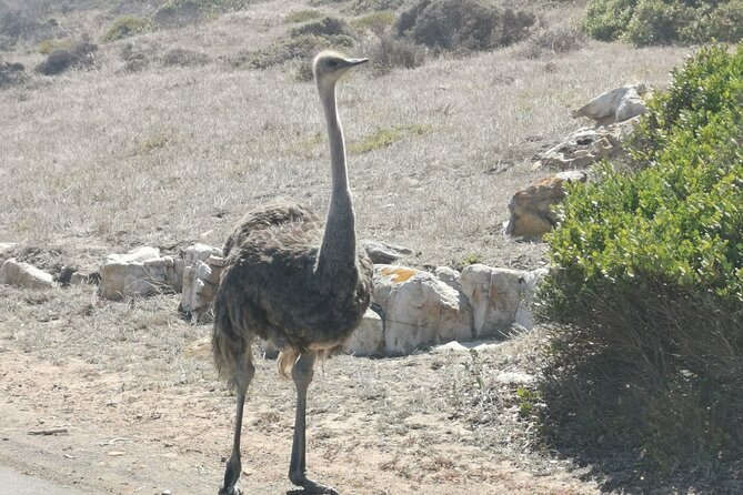 Cape of Good Hope and Penguins Full Day Tour from Cape Town - What the $38 price really covers