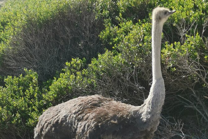 Cape of Good Hope and Penguins Full Day Tour from Cape Town - Timing, pickup, and the small practical details