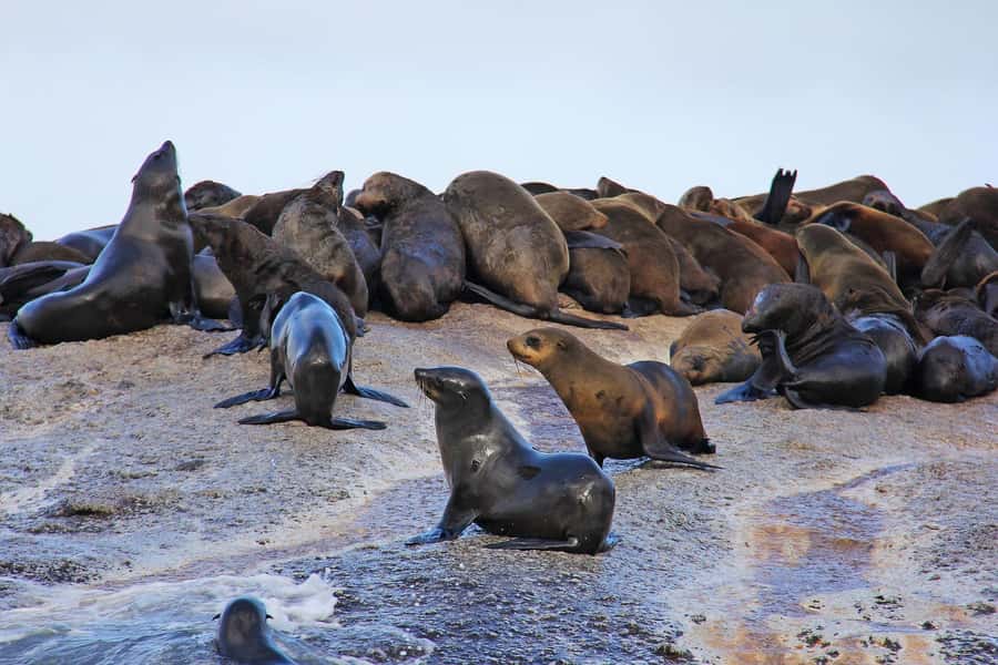 Cape of Good Hope and Penguins Private Tour with Entry Fees - Chapmans Peak is the scenic high point