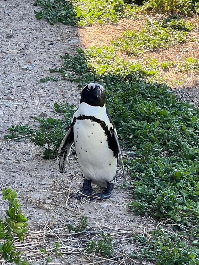 Cape of Good Hope and Penguins Private Tour with Entry Fees - The return through Muizenberg completes the loop