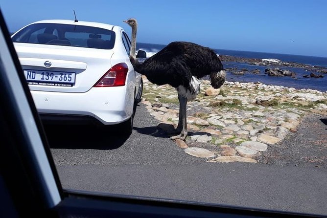 Cape of Good Hope and Penguins - Small Group - Full day - Boulders Beach brings the African penguins