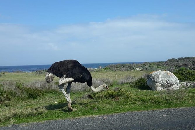 Cape of Good Hope and Penguins - Small Group - Full day - Camps Bay gives you a fast Atlantic view