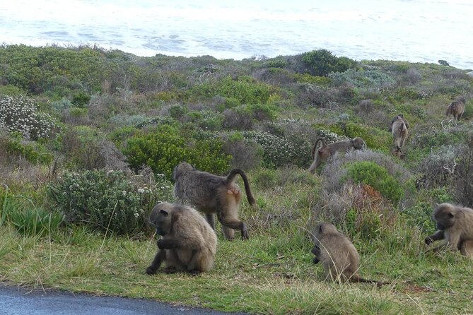 Cape of good hope and penguins small group Tours - Starting with Cape Town and Bo-Kaap