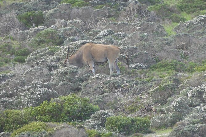 Cape of good hope and penguins small group Tours - Hout Bay and the road to Chapmans Peak