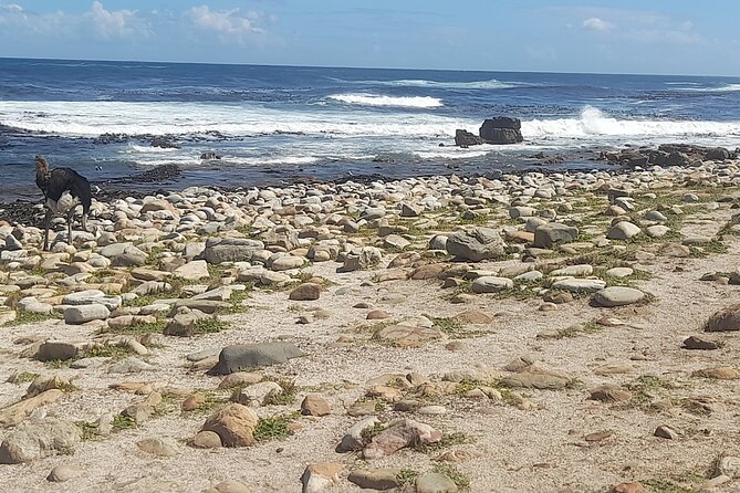 Cape of good hope and penguins small group Tours - Transport, group size, and what the price means