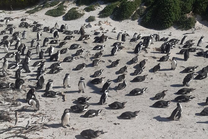 Cape of good hope and penguins small group Tours - The pace, the practical details, and the small drawbacks