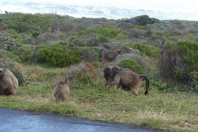 Cape of good hope and penguins small group Tours - Atlantic views through Bantry Bay and Camps Bay