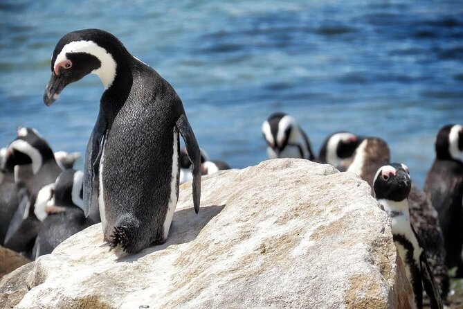 Cape Of Good Hope and Table Mountain Day Trip from Cape Town parks fees include - What the 10-hour private day is really like
