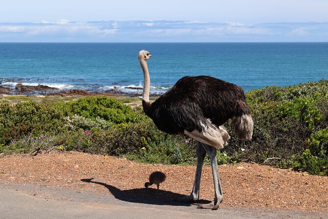 Cape Of Good Hope and Table Mountain Day Trip from Cape Town parks fees include - Table Mountain is the grand finish