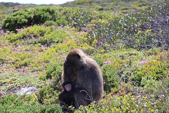 Cape Of Good Hope and Table Mountain Day Trip from Cape Town parks fees include - Bo-Kaap adds color and a short cultural note