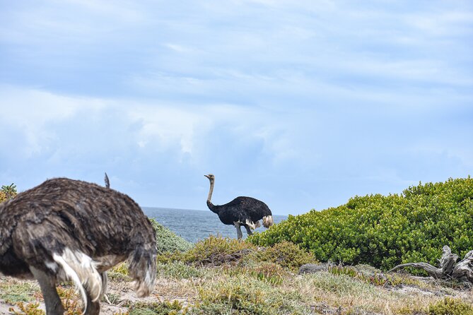 Cape of Good Hope & Boulder Penguins Full-Day Tour from Cape Town - Boulders Beach is the wildlife highlight