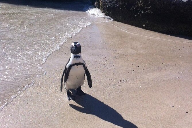 Cape of Good Hope, Boulders Beach Penguins and Wine (Traveler's Choice Award) - Cape Point Nature Reserve and the southern peninsula