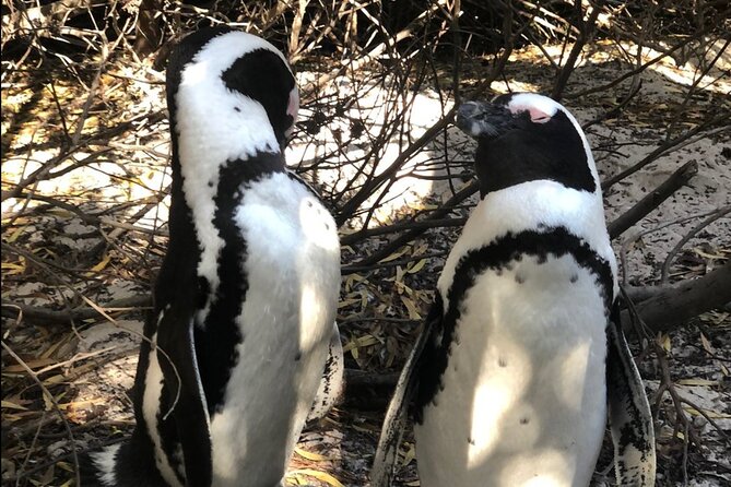 Cape of Good Hope, Boulders Beach Penguins and Wine (Traveler's Choice Award) - Leaving Cape Town by private vehicle