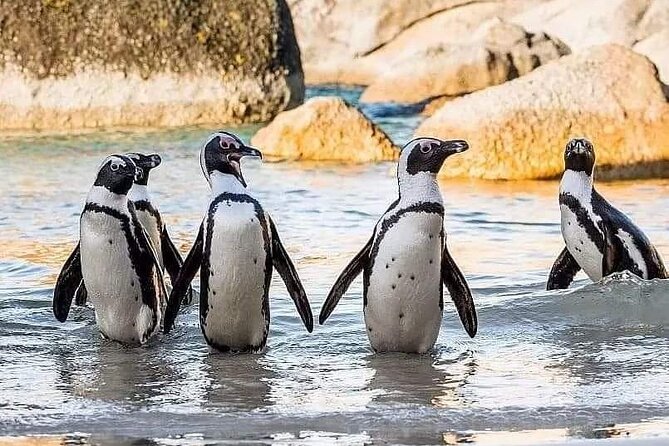 Cape of Good Hope, Cape Point, Penguins & Bo Kaap Full-Day Tour - Noordhoek and the lunch decision