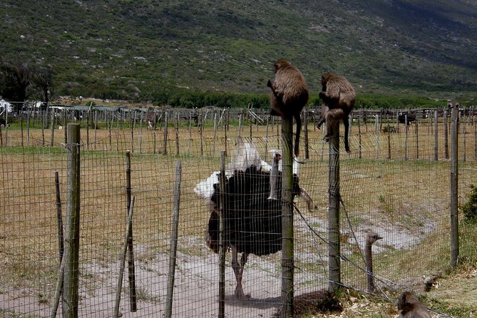 Cape of Good Hope, Cape Point & Penguins Private Afternoon Tour - Boulders Beach and the African penguins