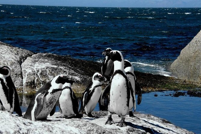 Cape of Good Hope, Cape Point & Penguins Private Afternoon Tour - The ostrich farm stop