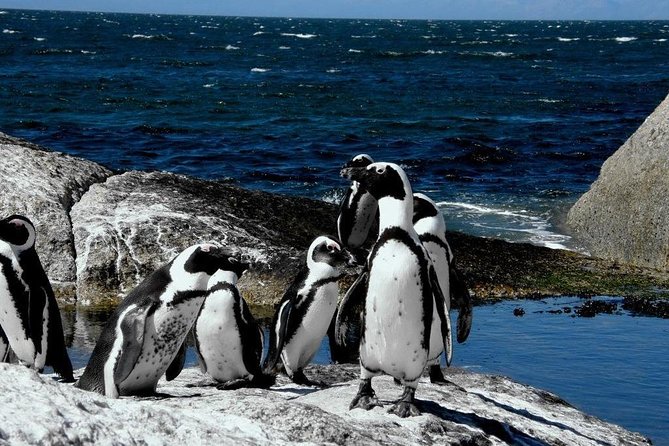 Cape of Good Hope, Cape Point & Penguins Private customizable Full Day Tour - Chapmans Peak Drive and the road to Kommetjie