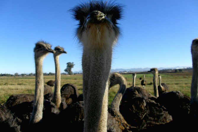 Cape of Good Hope, Cape Point & Penguins Private customizable Full Day Tour - Cape Point Nature Reserve and its wild residents