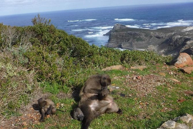 Cape of Good Hope, Cape Point & Penguins Private customizable Full Day Tour - Maidens Cove and the Atlantic seaboard