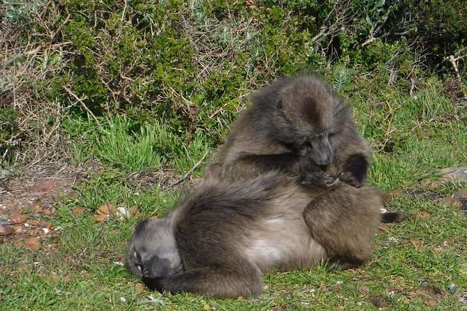 Cape of Good hope, Cape Point & Penguins, Private Morning Tour - Boulders Beach brings you close to African penguins