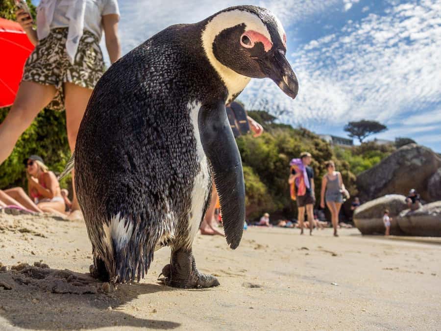 Cape of Good Hope, Chapman's Peak Drive, Penguins , Seals - Cape of Good Hope Nature Reserve