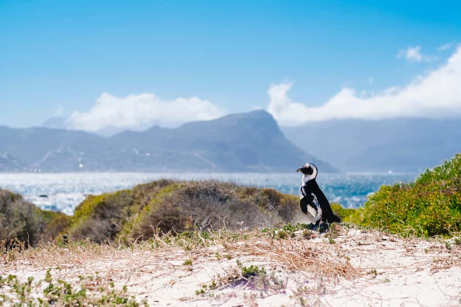 Cape of Good Hope Full-Day Private Tour - Hout Bay and the optional Seal Island cruise