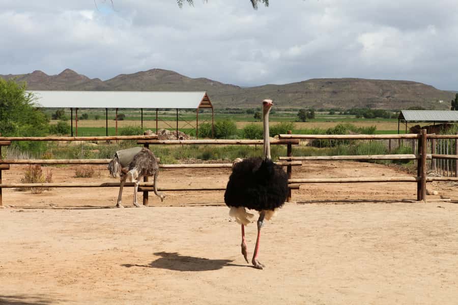 Cape of Good Hope Full-Day Private Tour - Cape Point Nature Reserve and the New Lighthouse