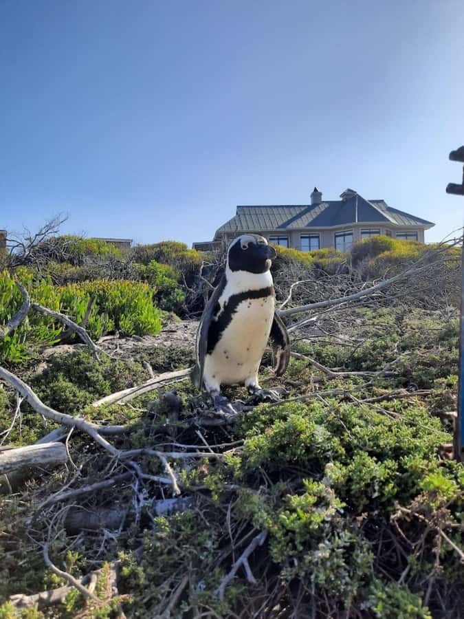 Cape of Good Hope & Penguins Private Tour - Key things to know before you book
