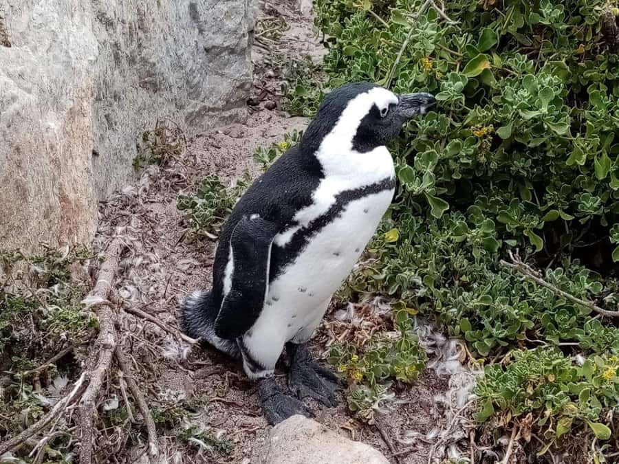 Cape of Good Hope & Penguins Private Tour - Boulders Beach and African penguins