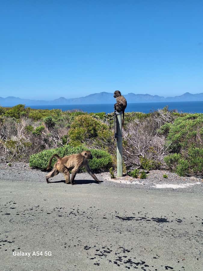 Cape of Good Hope & Penguins Private Tour - Why this private Cape Peninsula day works