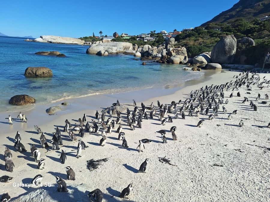 Cape of Good Hope & Penguins Private Tour - The Atlantic Seaboard and Camps Bay views