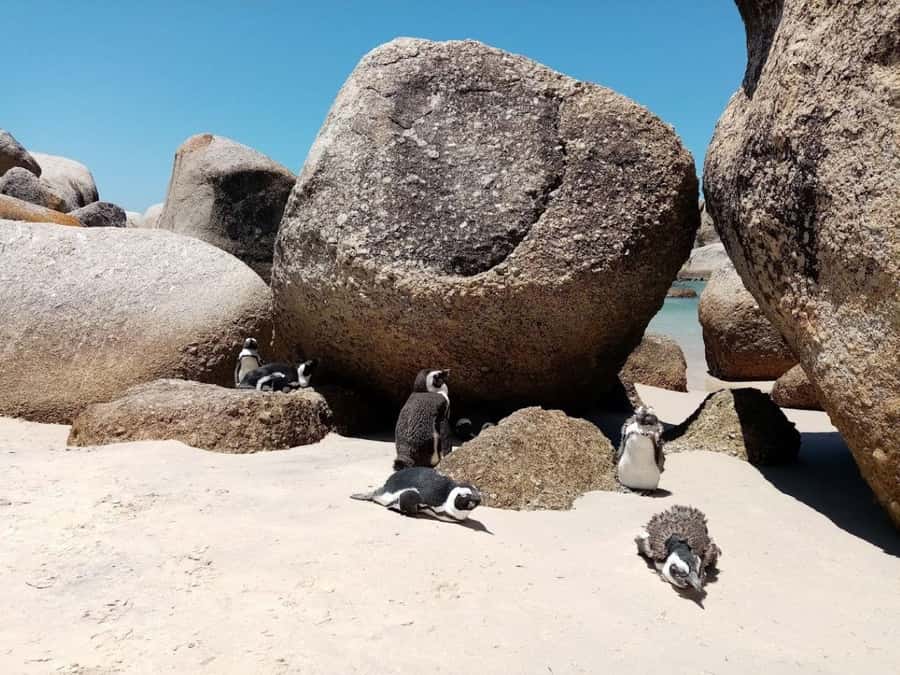 Cape of Good Hope & Penguins Private Tour - Chapman’s Peak turns the road into an attraction