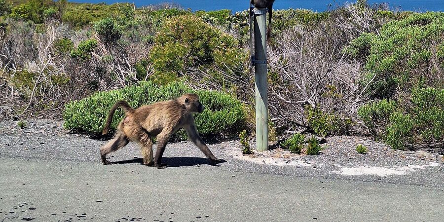 Cape of Good Hope & Penguins Private Tour - Cape Point and the old lighthouse views