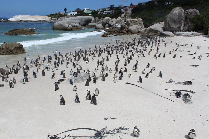 Cape Of Good Hope, Penguins Private Tour from Cape Town full day - Camps Bay and Llandudno: Cape Town’s polished Atlantic edge