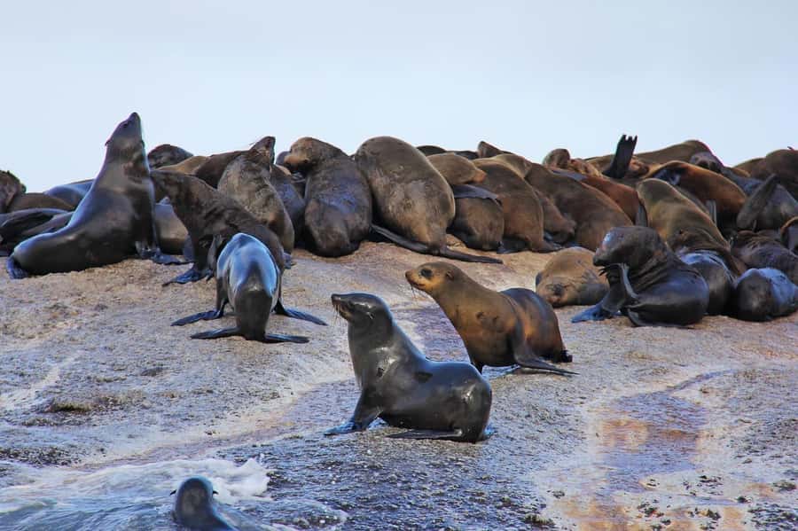 Cape of Good Hope Penguins Seals & Chapmans Peak Shared Tour - Chapman’s Peak and Noordhoek