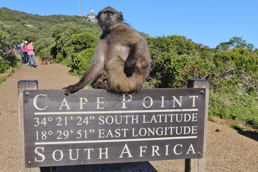 Cape of Good Hope Penguins Seals & Chapmans Peak Shared Tour - Starting in Cape Town and Bo-Kaap