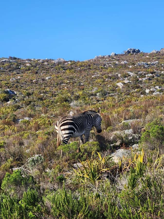 Cape of Good Hope & Penguins Shared Tour - A Full Cape Peninsula Day for $35