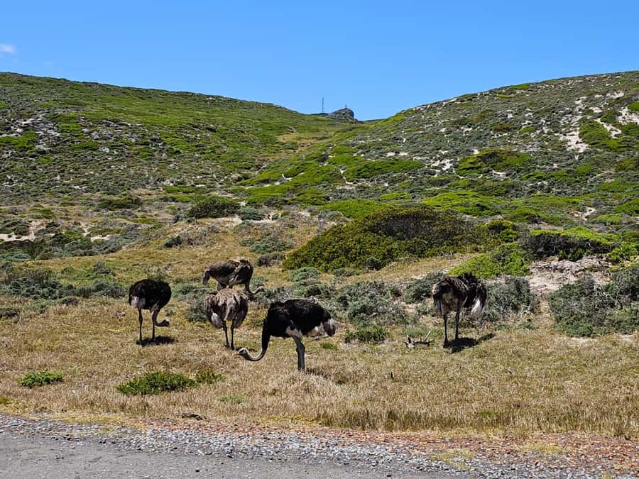 Cape of Good Hope & Penguins Shared Tour - What to Bring and Who Will Enjoy It