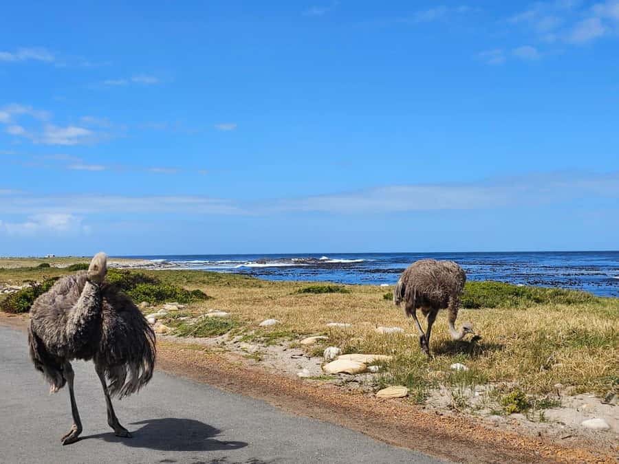 Cape of Good Hope & Penguins Shared Tour - Is This Cape Peninsula Tour Worth Booking?