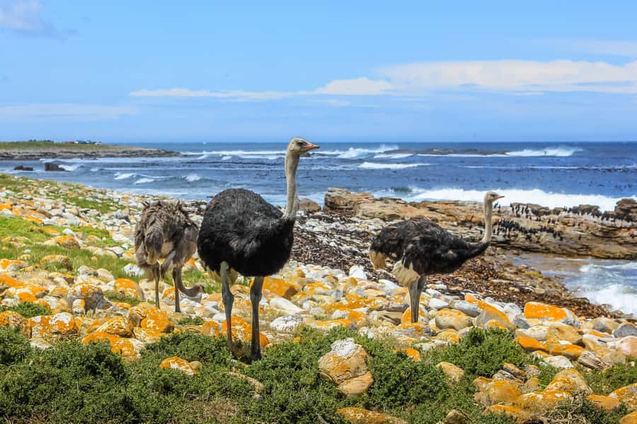 Cape of Good Hope & Penguins Small Group Tour from Cape Town - Cape Point lighthouse by foot or funicular