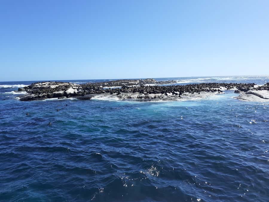 Cape of Good Hope: Sightseeing and African Penguins Tour - Maidens Cove gives you the first big view