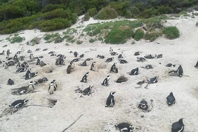 Cape of Goodhope Tour a Full Day Exploring the Cape Peninsula - A big Cape Peninsula day from Cape Town