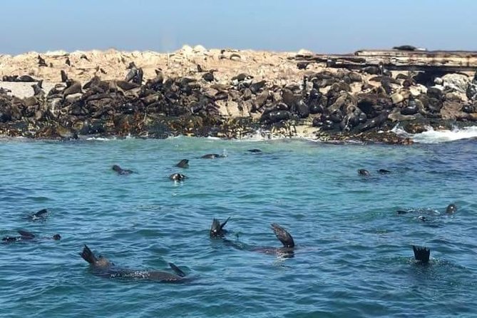 Cape of Goodhope Tour a Full Day Exploring the Cape Peninsula - Cape Point and the meeting of ocean currents