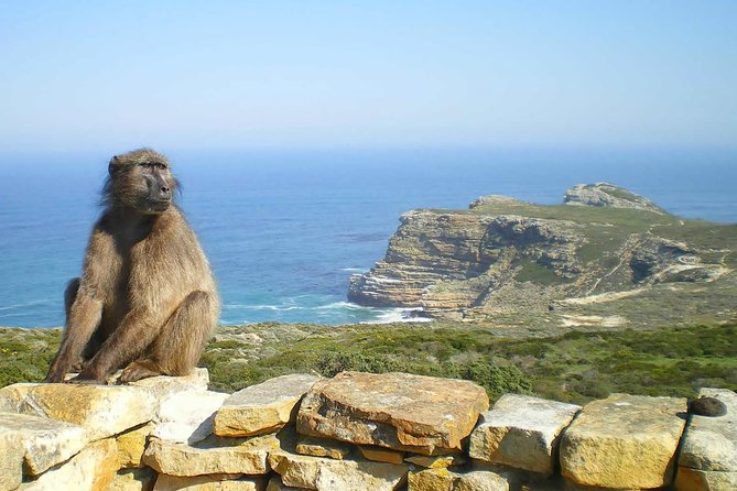 Cape Peninsula and Boulders Full Day Tour with Private Transfer - Why this private Cape Peninsula day works so well