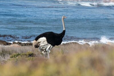 Cape Peninsula and Boulders Full Day Tour with Private Transfer