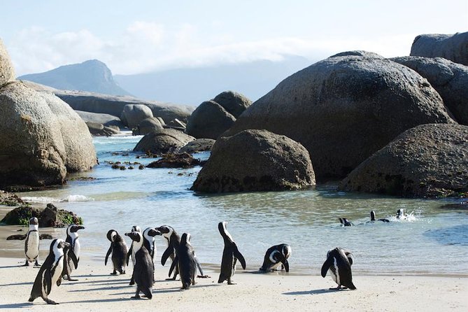 Cape Peninsula and Boulders Full Day Tour with Private Transfer - What the $268.41 price really buys you